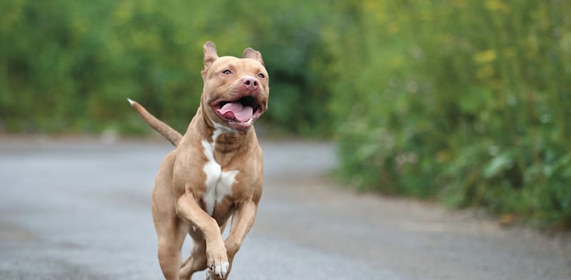 "פיטבול / צילום: Shutterstock"