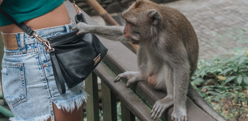 "קופי המקוק גונבים מתיירים תמורת פירות / צילום: Shutterstock"