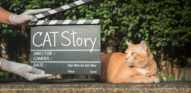 "חיות מחמד משפיעניות נתפסות כאמינות יותר ממשפיענים אנושיים / צילום: Shutterstock"