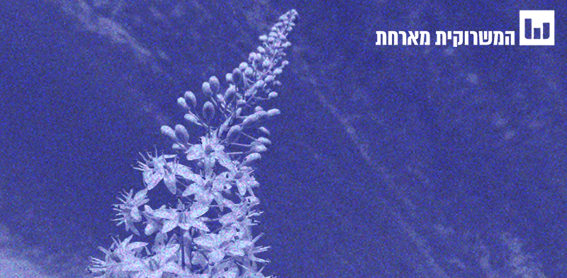 "בודקים את המיתוס. החצב כלל לא מסמן את בוא הסתיו / צילום: 11asaf - ויקיפדיה"