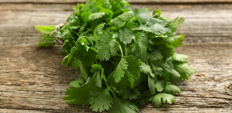 "איך נקראת בעברית הכוסברה? / צילום: Shutterstock"