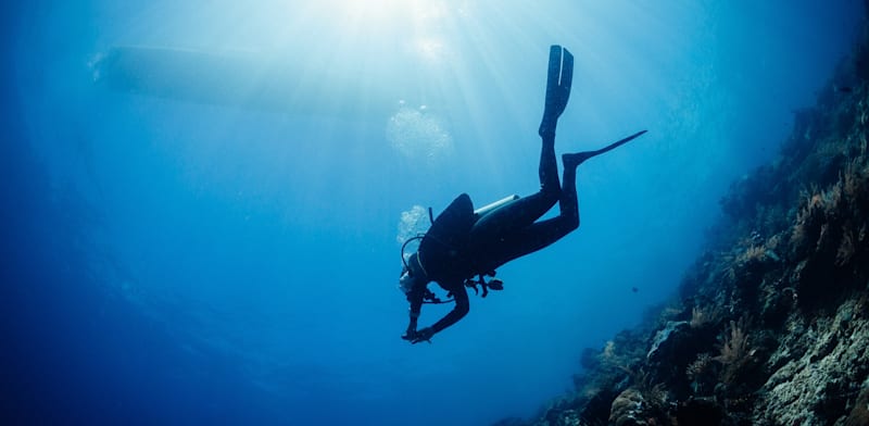 "איזה בעל חיים צולל לעומק הרב ביותר? / צילום: Shutterstock"