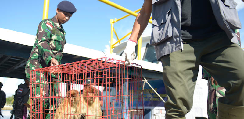 "קופים שהוברחו בספינה שאותרה במים הטריטוראיאליים של אינדונזיה / צילום: Shutterstock, א.ס.א.פ קריאייטיב"