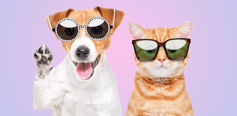 "באיזו מדינה יש חג מיוחד המוקדש לנאמנותם של בעלי החיים? / צילום: Shutterstock"