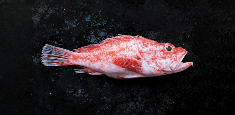 "מתוך הספר ''52 שבועות 52 דגים'' / צילום: תומר אפלבאום"