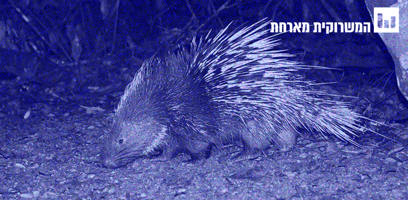 בודקים את המיתוס. הדורבן לא באמת יורה את קוציו / צילום: ויקיפדיה - Rushenb