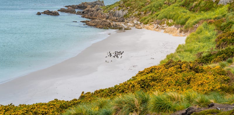 "איי פוקלנד / צילום: Shutterstock"