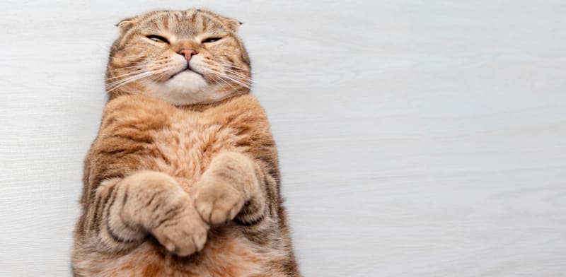 האם התרופה תתאים לחתולים? / צילום: Shutterstock