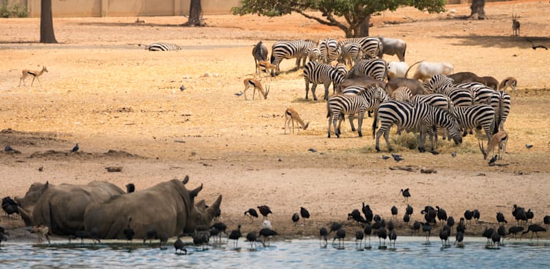 הספארי ברמת גן / צילום: Shutterstock