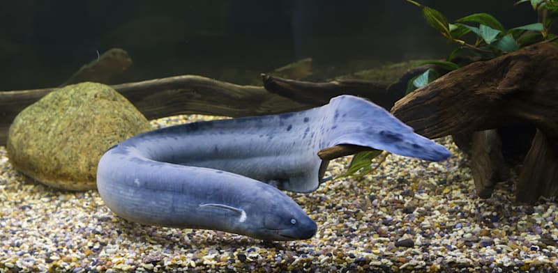 "דג הריאה / צילום: Shutterstock"