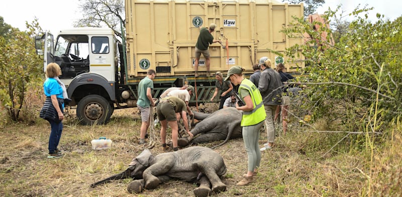 "מבצע ההעברה. 263 פילים הוסעו במשאיות כ–400 ק''מ / צילום: ap, Thoko Chikondi"