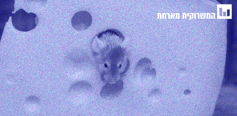 "בודקים את המיתוס. עכבר וגבינה / צילום: Shutterstock"