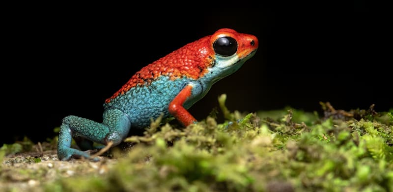 "צפרדע חץ / צילום: Shutterstock"