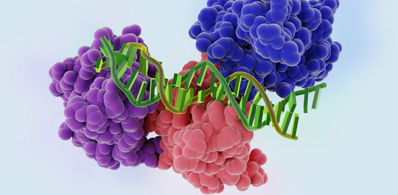 החלק המרכזי של חלבון מדכא הגידולים p53 כשהוא נקשר לסליל כפול של DNA. / צילום: Shutterstock, Bacsica