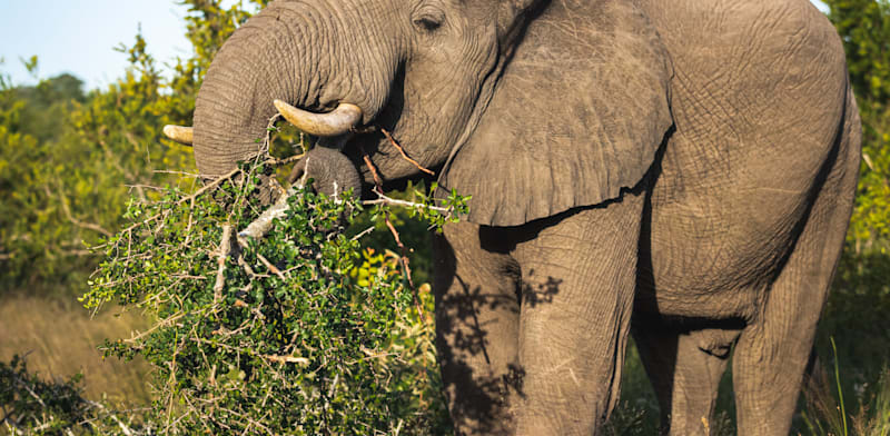 פיל אוכל מעץ המרולה / צילום: Shutterstock