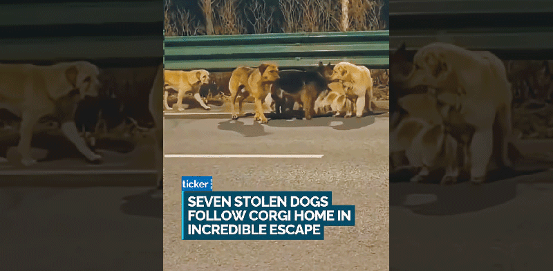 שבעת המופלאים מתוך הסרטון שהפך ויראלי. מצפן הביתה / צילום: צילום מסך