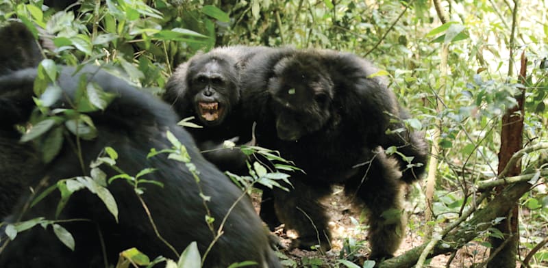 "שימפנזים בשמורת קיבלה שבאוגנדה. הקבוצה הגדולה ביותר המוכרת למדע / צילום: Reuters, Aaron Sandel"