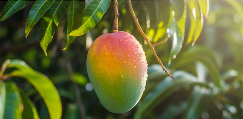 עץ מנגו / צילום: Shutterstock