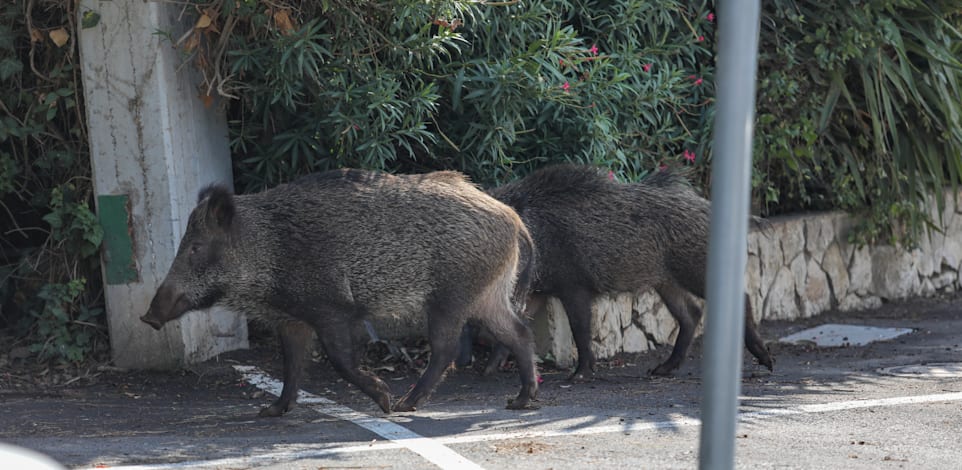 משפחת חזירים כרמל חיפה / צילום: שלומי יוסף