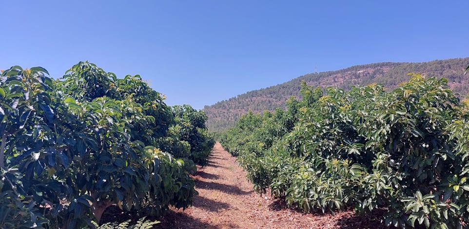 מטעים בגליל העליון / צילום: תקשורות יעל שביט