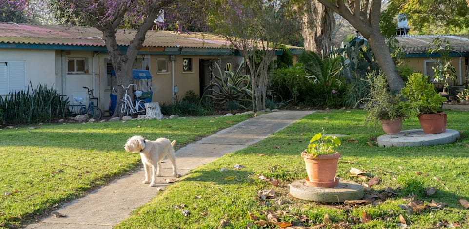 קיבוץ צאלים. / צילום: Shutterstock