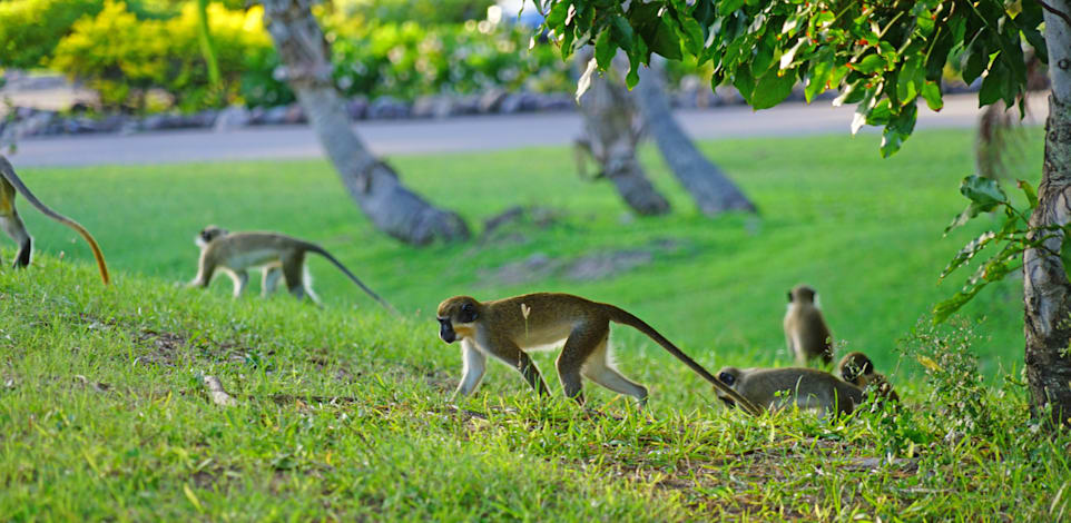 סנט קיטס, האי שזכה לכינוי ''אי הקופים השיכורים'' / צילום: Shutterstock