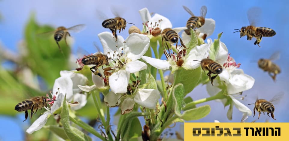 למשוך את בעלי המניות האסטרטגיים לחברה / צילום: Shutterstock