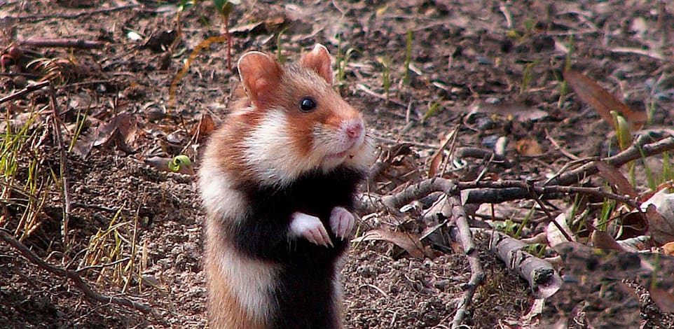 אוגרים היו חלק מהניסויים שערך פרנק א' ביץ, חוקר התנהגות בעלי חיים / צילום: Shutterstock