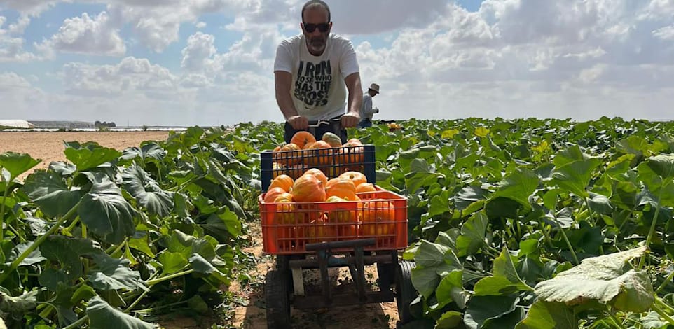 מתנדב ''השומר החדש'' במושב יתד / צילום: השומר החדש ואחים לחקלאות