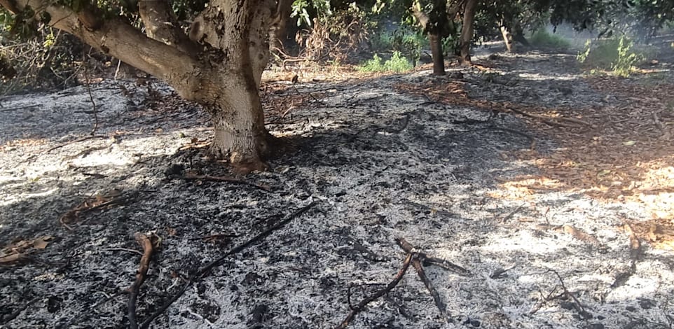 מטע במשגב עם שספג פגיעה מפצצת תאורה / צילום: עופר מוסקוביץ'