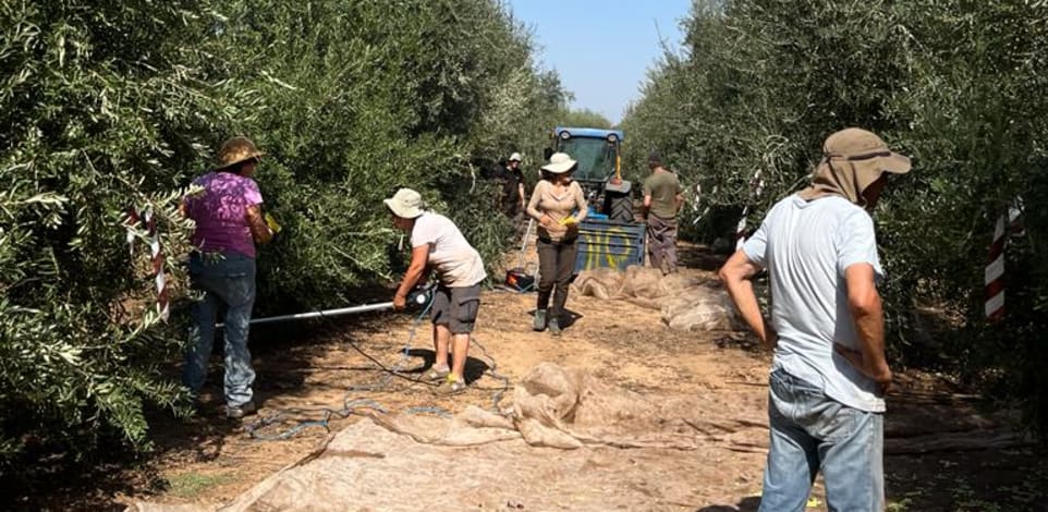 מסיק הזיתים בימים אלה / צילום: באדיבות ענף הזית במועצת הצמחים