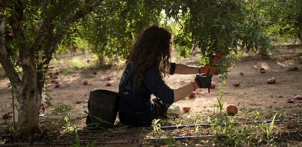 מתנדבים בחקלאות בעוטף עזה / צילום: ap, Maya Alleruzzo