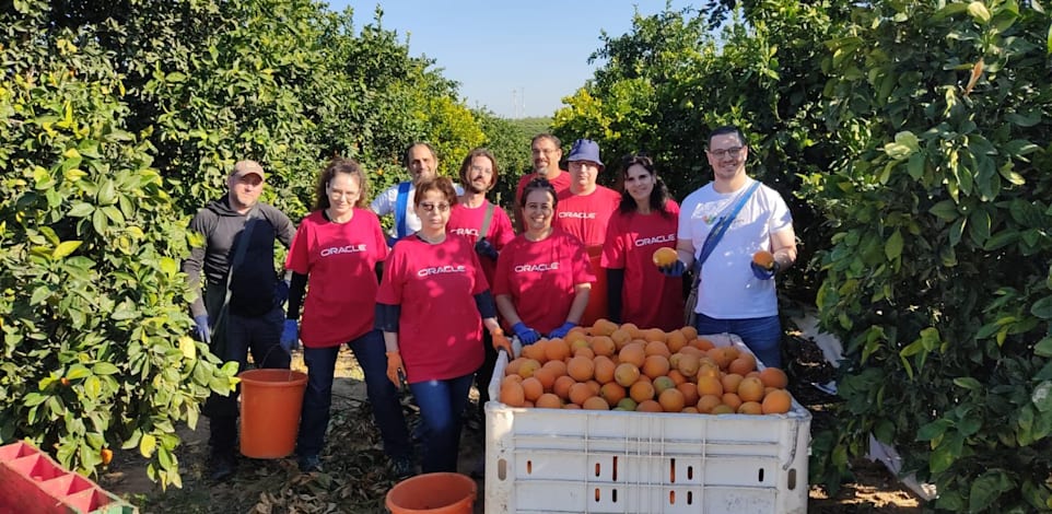 עובדי חברת אורקל בקטיף תפוזים במושב פעמי תש״ז / צילום: איגור מדבצקי