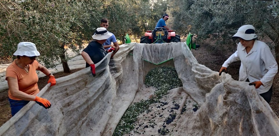 מסיק זיתים במשק אשר, מושב מגשימים / צילום: תמונה פרטית