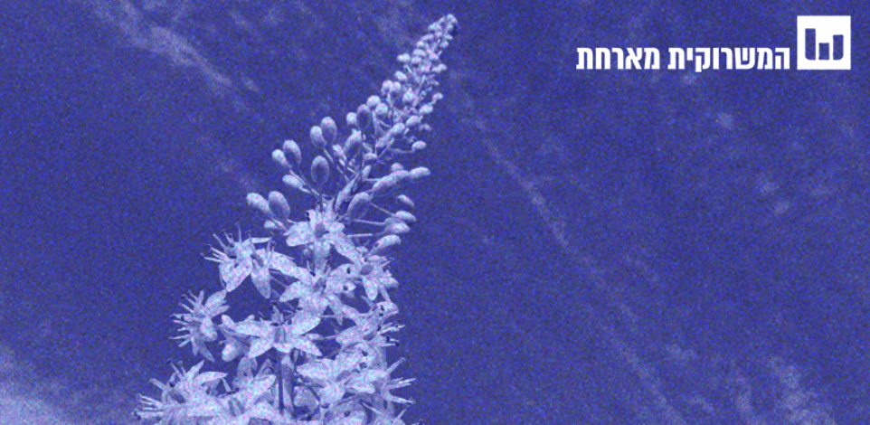 בודקים את המיתוס. החצב כלל לא מסמן את בוא הסתיו / צילום: 11asaf - ויקיפדיה