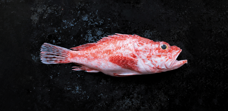 מתוך הספר ''52 שבועות 52 דגים'' / צילום: תומר אפלבאום