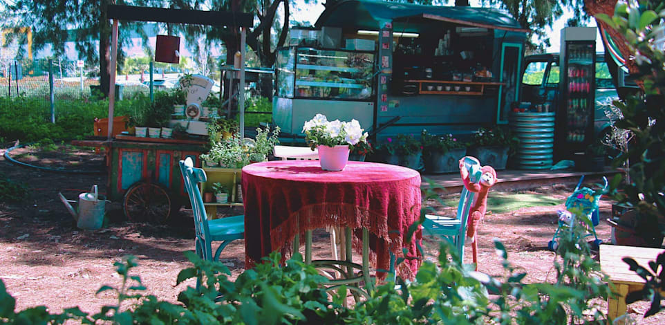 עגלתא / צילום: אמיר ליפשיץ
