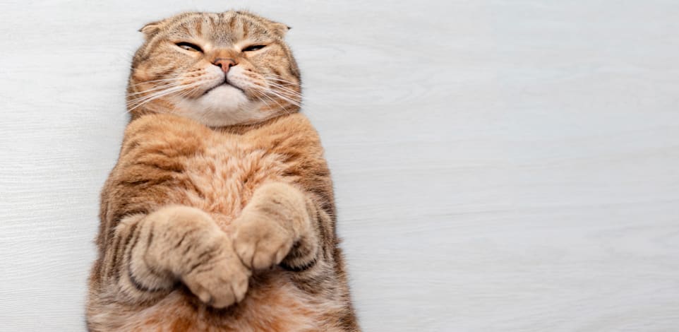 האם התרופה תתאים לחתולים? / צילום: Shutterstock