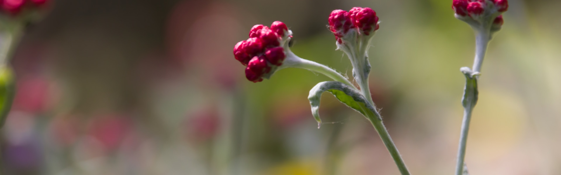 דם המכבים. לפי האגדה, הוא צומח היכן שנשפך דם של לוחם מכבי / צילום: Shutterstock
