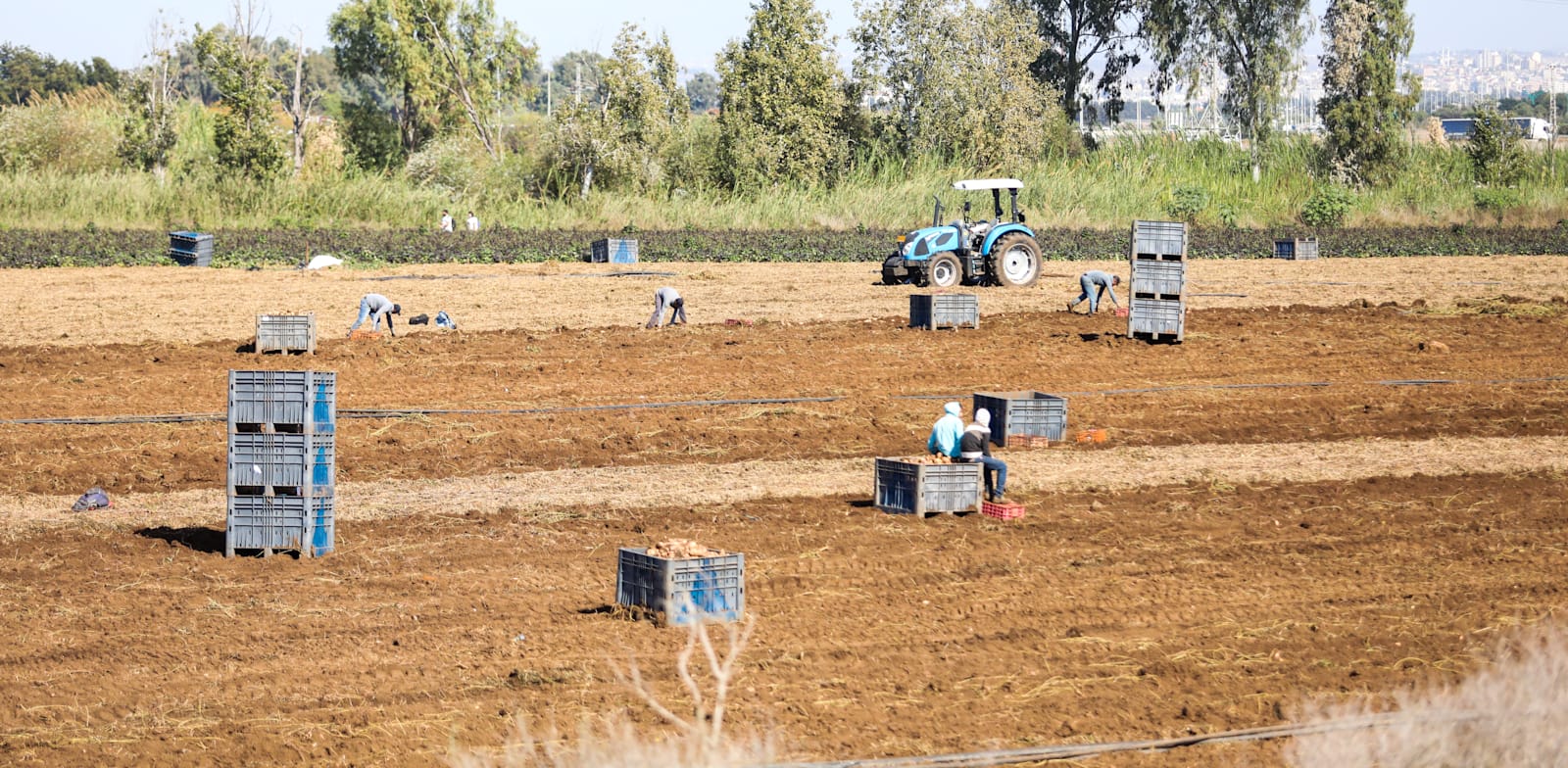 קטיף בשדות חקלאיים. ארגוני החקלאים מעדיפים את השיטה הנוכחית של חסימת תחרות מחו"ל / צילום: שלומי יוסף