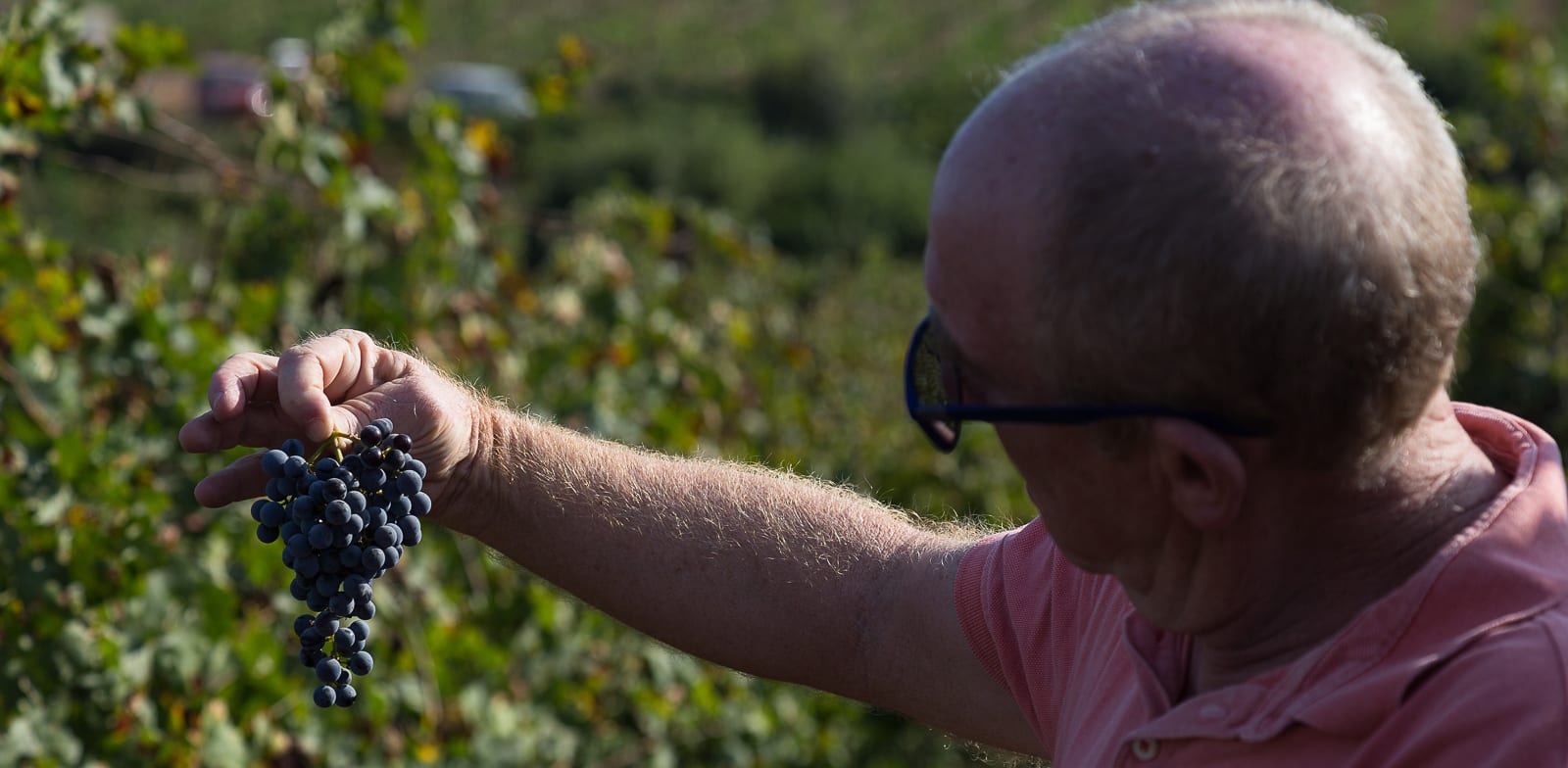 שוקי ישוב. בעל הבית, היינן והרוח החיה של יקב עגור / צילום: נעמי רוזנצוויג