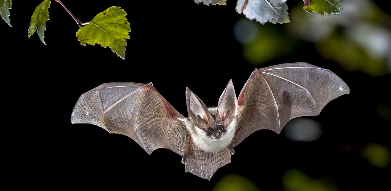 עטלף. יותר מ־60% מהמחלות הזיהומיות המתגלות בבני אדם כיום מגיעות מבעלי חיים / צילום: Shutterstock