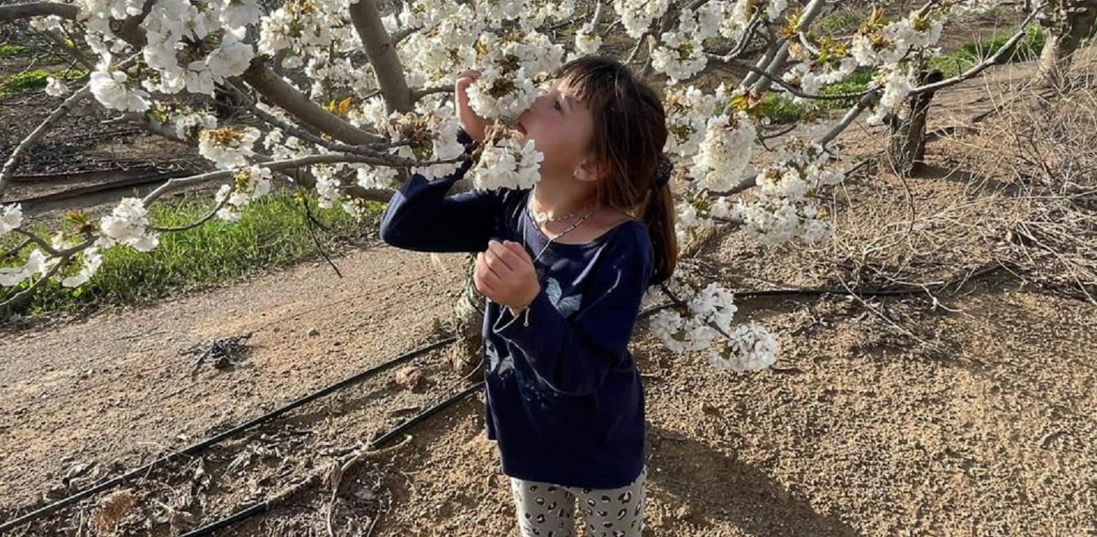 פריחת הדובדבן בעין זיון / צילום: תיירות עין זיוון