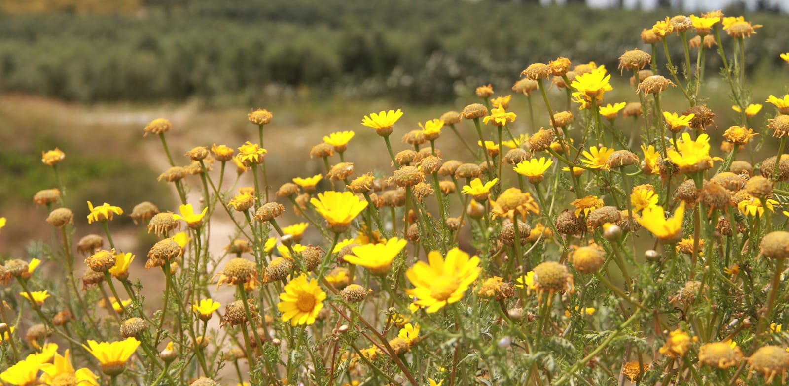 שטחי חקלאות וטבע מתערבבים זה בזה / צילום: אורלי גנוסר