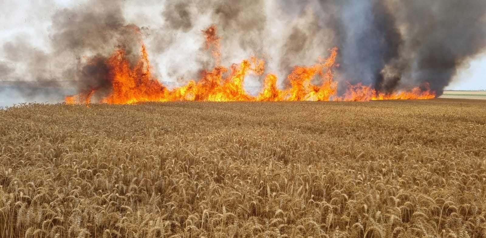 שדות החיטה הבוערים בעוטף. החליטו לקצור את החיטה כשהיא עדיין ירוקה כדי להפחית הסיכון / צילום: רפי בביאן