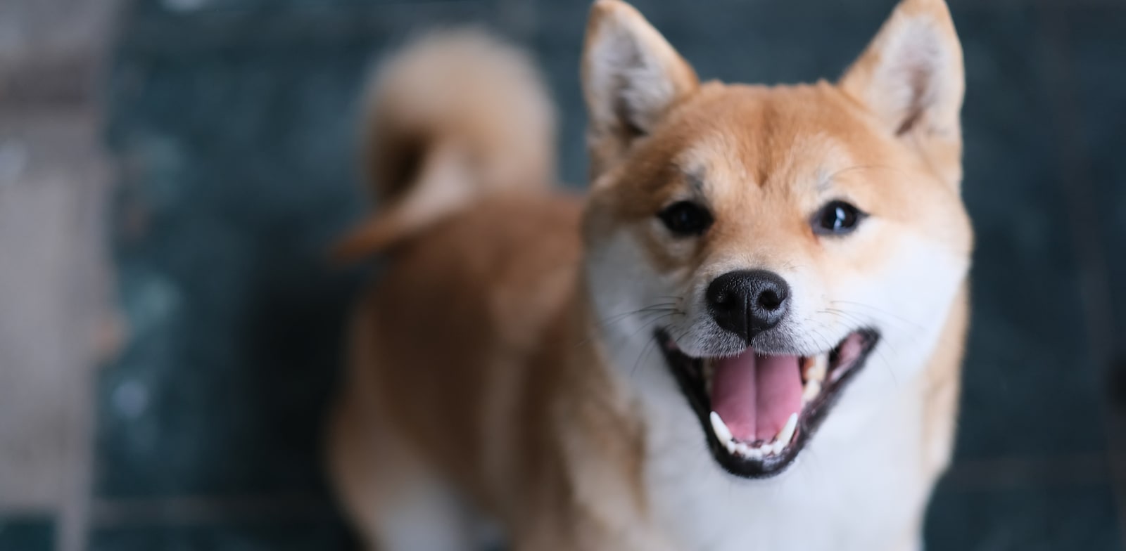 המטבע שקרוי על שם גזע הכלבים שיבה אינו הגיע לשווי של 12 מיליארד ד' / צילום: Shutterstock, Robert Way