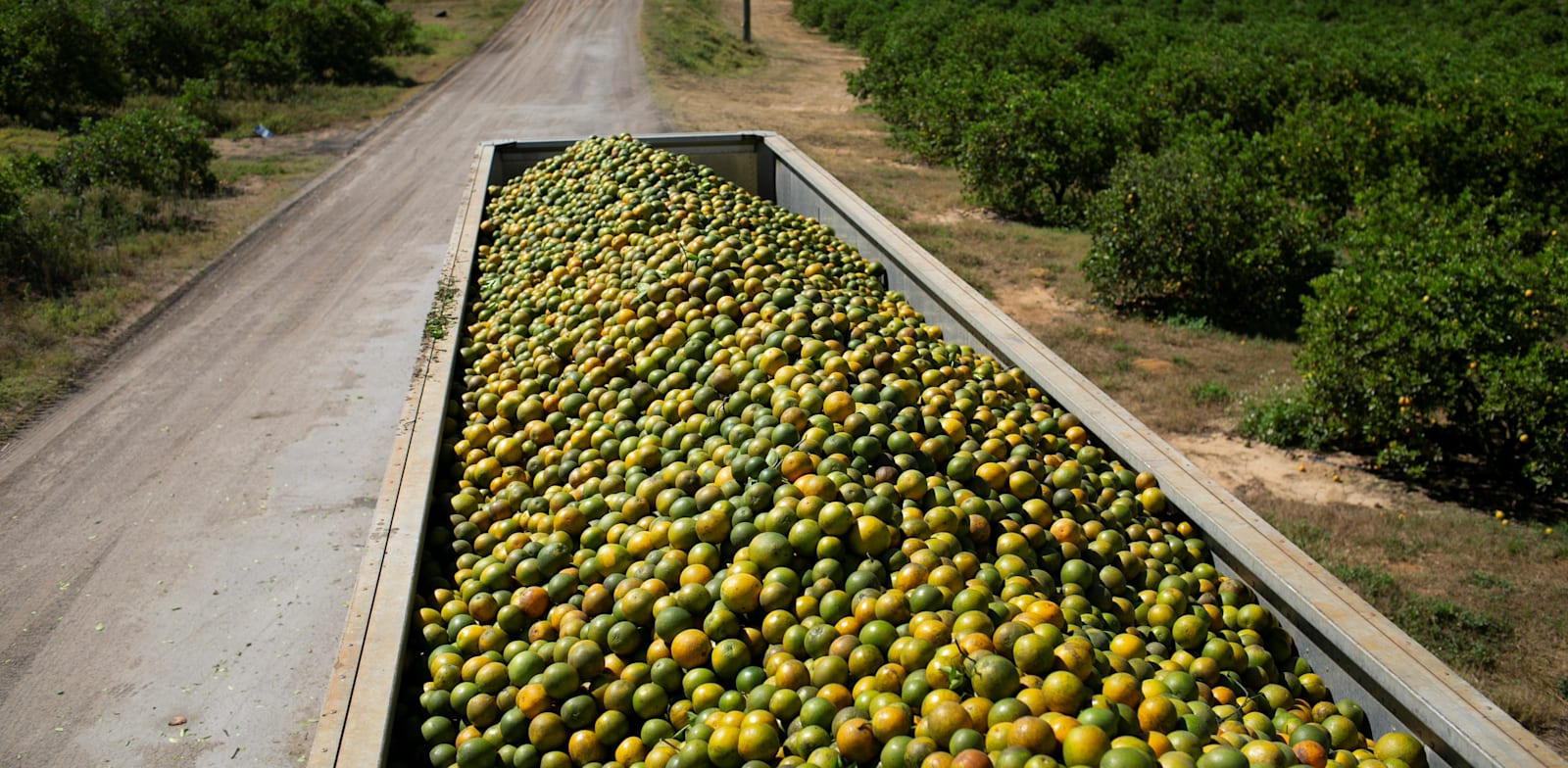 פלורידה צפויה לייצר 44.5 מיליון ארגזים של תפוזים השנה / צילום: Reuters, Marco Bello