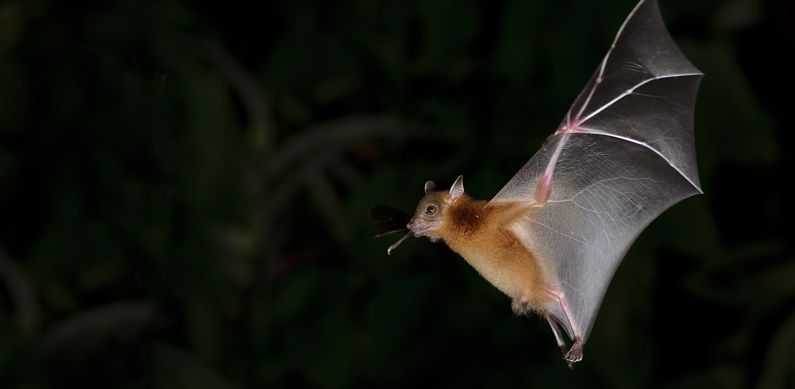 וירוסי קורונה מכל מיני סוגים מתרבים בהצלחה בעטלפים כבר שנים רבות / צילום: Shutterstock, Nuwat Phansuwan