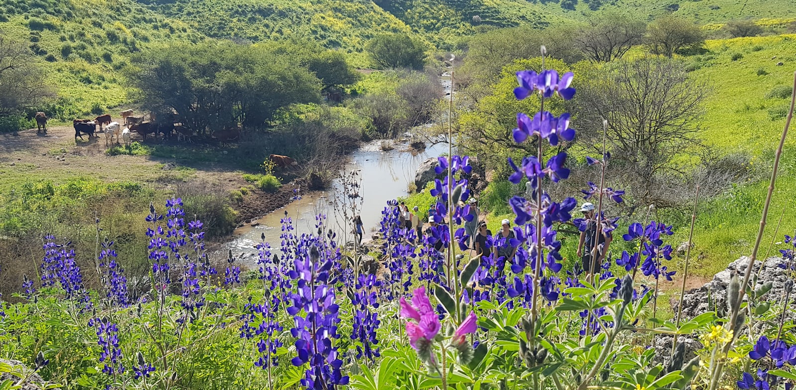 רמות מנשה. צמחים שאוהבים להתקבץ יחד / צילום: אורלי גנוסר