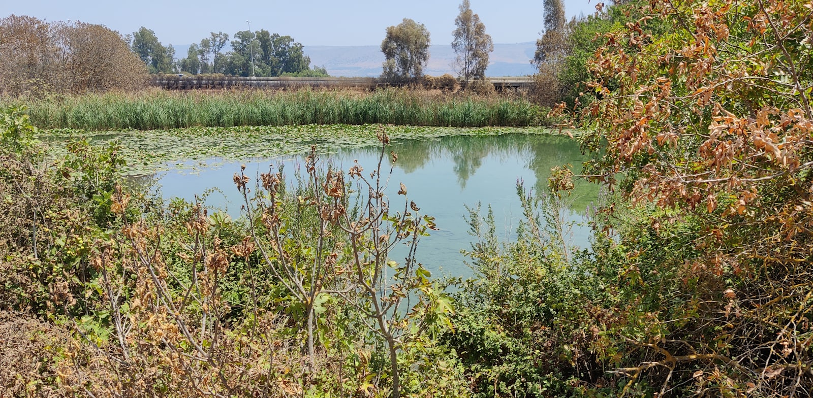 עין תאו / צילום: אורלי גנוסר